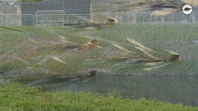 两水獭家族打群架,两个水獭家族之间的战争完整版