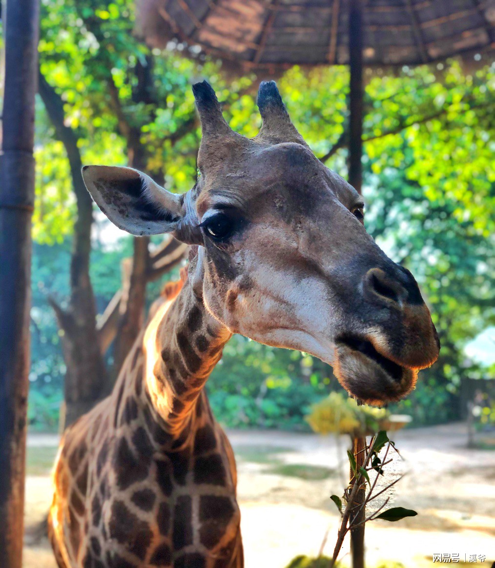 打卡国内热门榜1亲子游--广州长隆旅行攻略附带震撼价格！