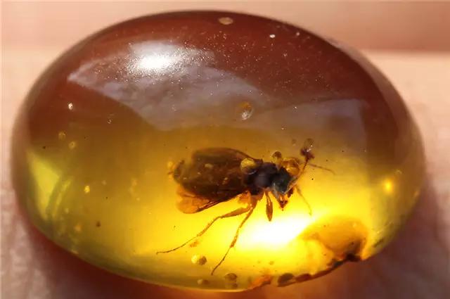 琥珀的形成过程简单介绍,原来琥珀是这么来的