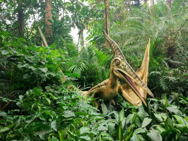 广州长隆野生动物世界二日游,广州长隆野生动物世界步行游览区