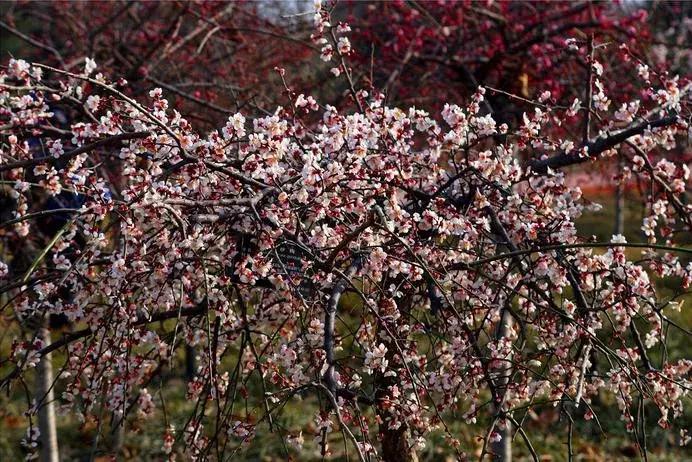 这些梅花真是美不胜收,所有梅花类型