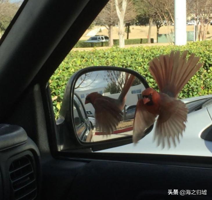 神级抓拍图片,25张令人惊叹的“神”级抓拍