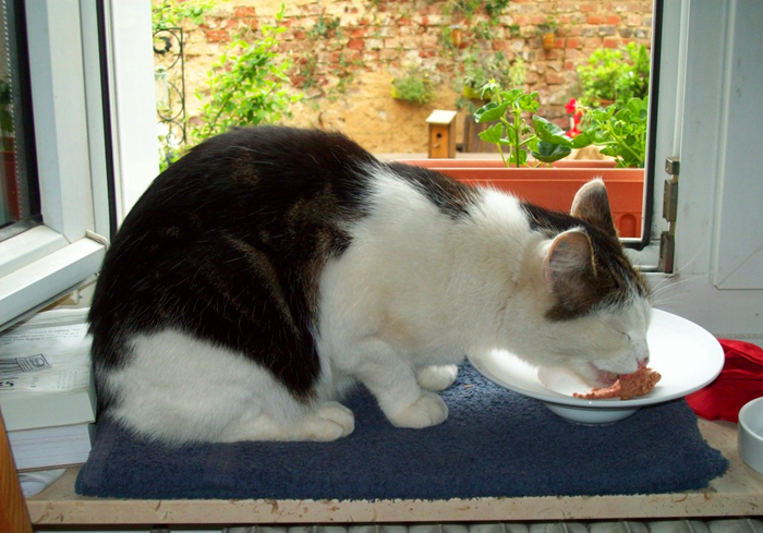 养猫发现有小飞虫,换季养猫注意事项千万别害了猫命