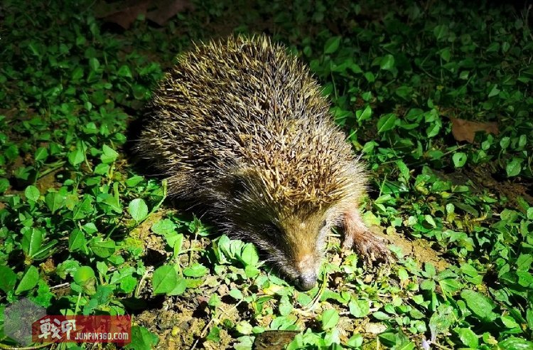 没有硝烟的消杀战疫，FenixLD32UVC手电
