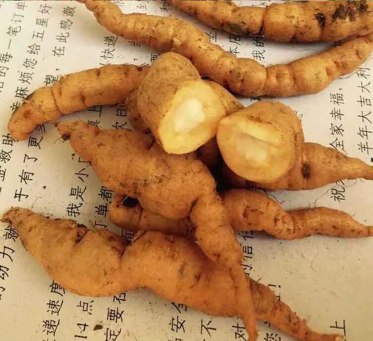 地黄药膳粥,地黄怎么煮粥