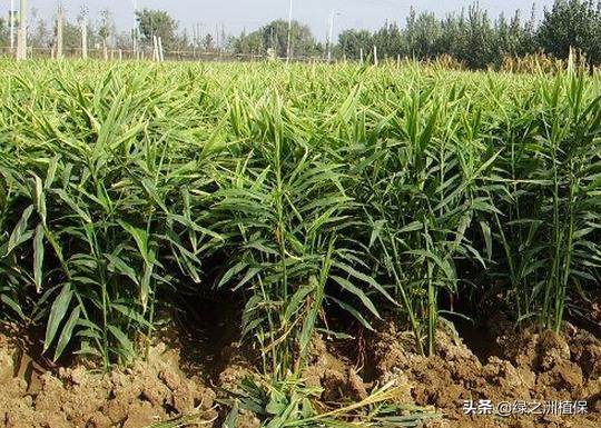 种生姜的方法放什么肥才高产,大棚无土生姜高产栽培技术视频