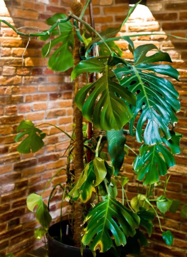 龟背竹叶子发黄发蔫是怎么回事,龟背竹换盆后叶子发黄怎么办