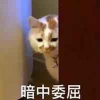 猫和狗打了疫苗咬了人有事吗,猫已打狂犬疫苗被抓伤后需打针吗