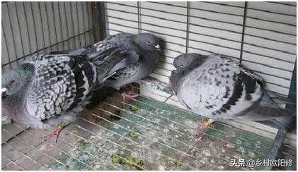 鸽子中了腺病毒怎么治,鸽子腺病毒怎么消除