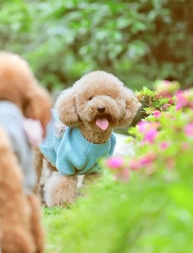 泰迪犬的五个毛病,泰迪犬的常见疾病表现