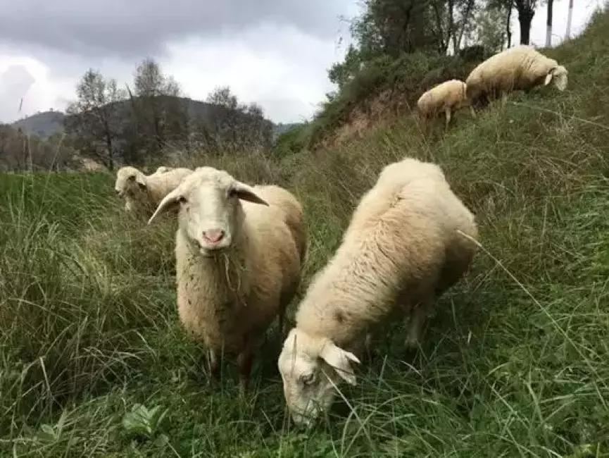 碧桂园员工福利｜消费有温度——一键购买东乡羊，助力贫困户