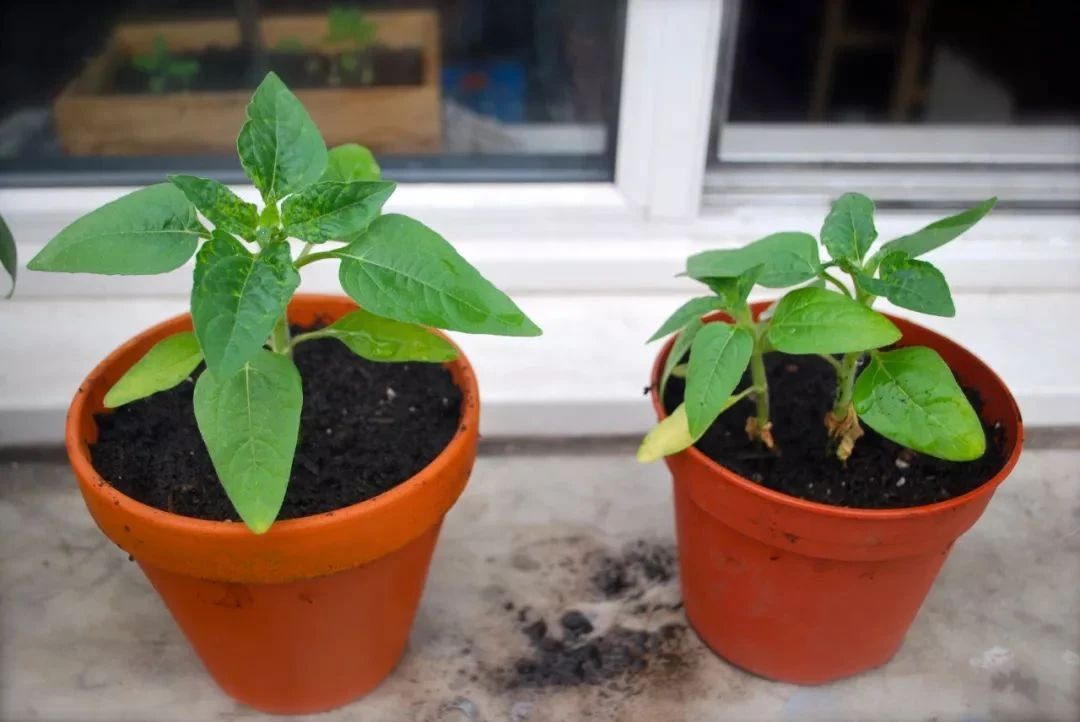 向日葵的盆栽种植方法,向日葵盆栽种植方法全过程