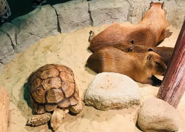 武汉带孩子吃喝游玩地方推荐,武汉吃喝玩乐指南