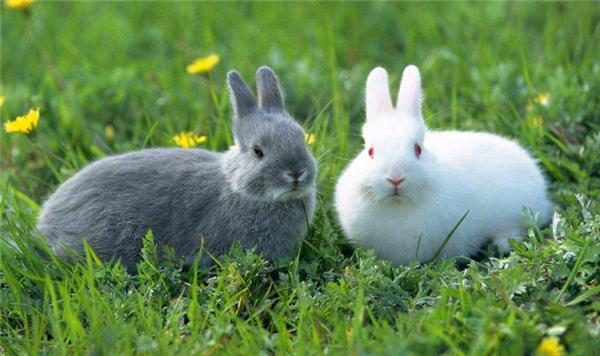 为解决澳洲泛滥成灾的兔子,直接出动轰炸机,四川人:暴殄天物