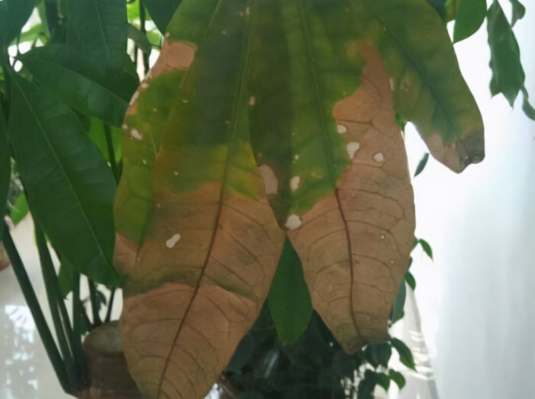 发财树叶片有斑点是什么病,发财树叶子变黄有黑点怎么回事