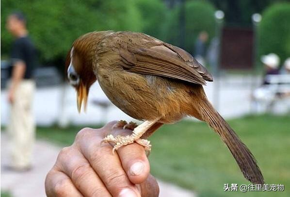 画眉鸟凶猛,画眉鸟搏斗声音