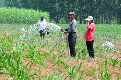 春玉米怎么育苗,春玉米播种时间及管理方法