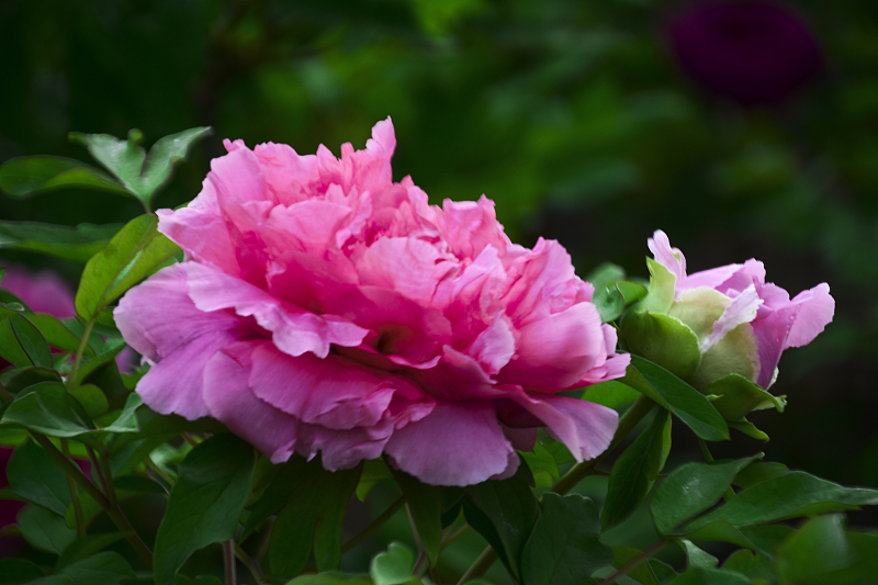 牡丹花能盆栽吗怎么养活,牡丹花适合种植在庭院什么地方