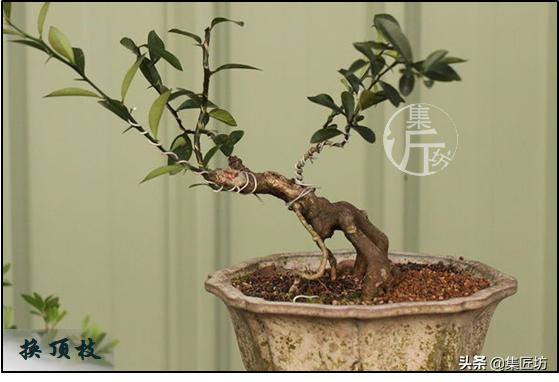 大树型金豆盆景怎么造型,金豆无根老桩栽培技巧