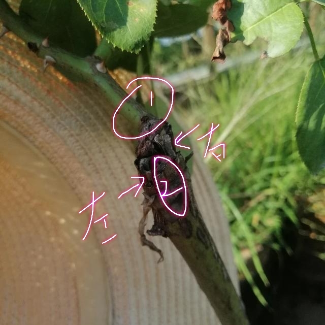 树状月季遇大风如何固定,树状月季春季剪秃会死掉吗