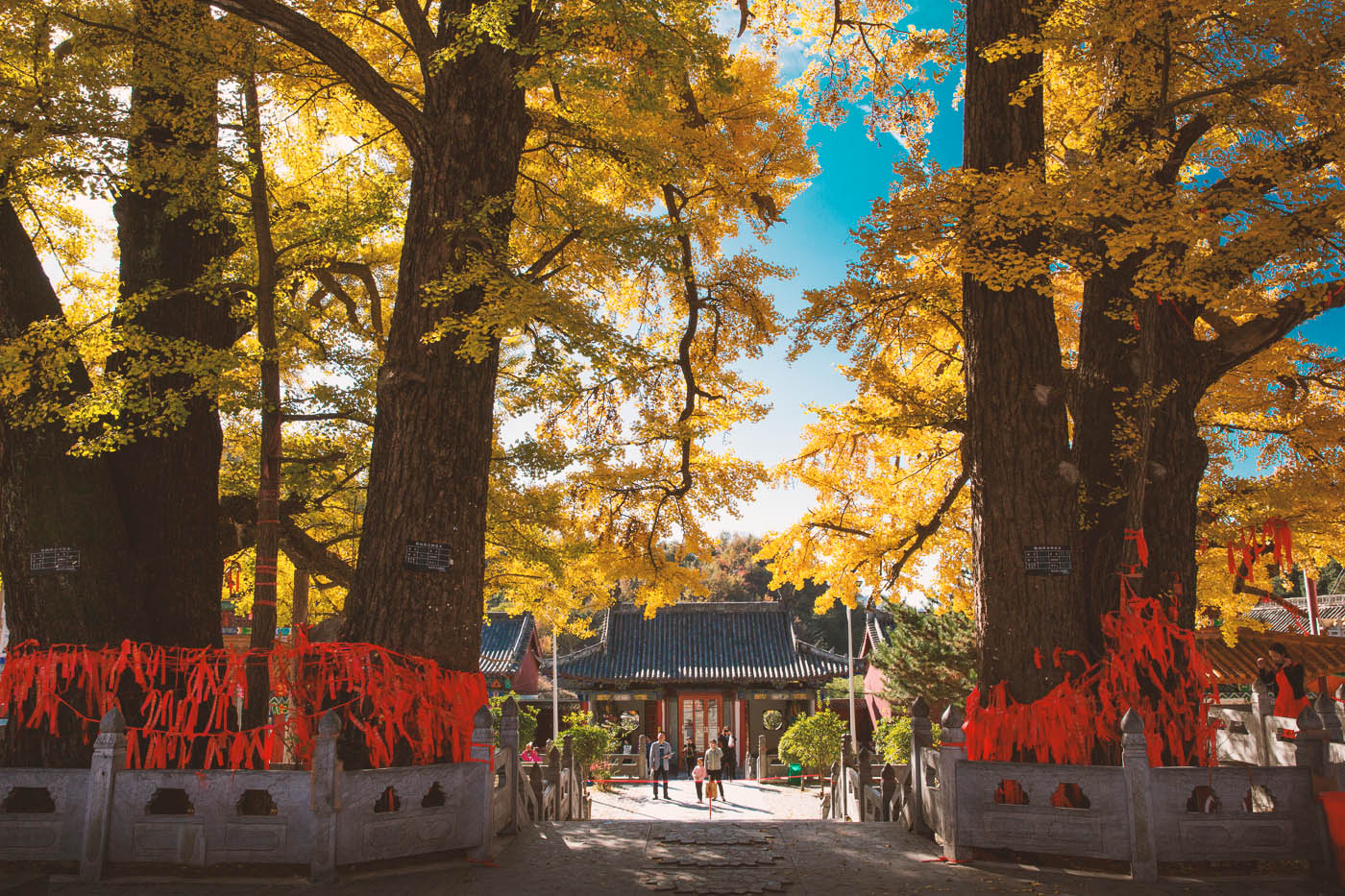 鲁山文殊寺,云雾缭绕人间仙境的寺庙大佛