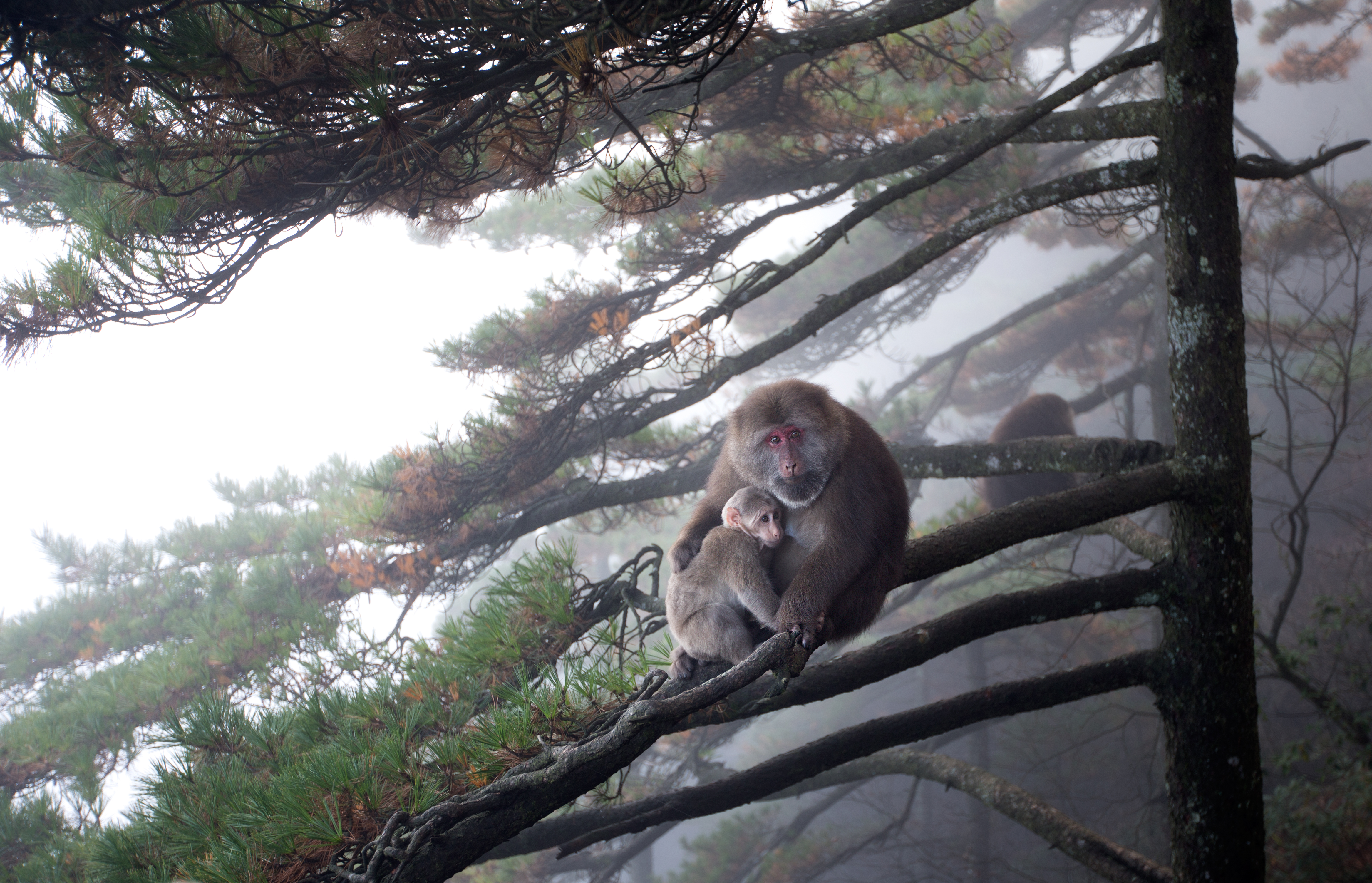长夏六月黄山夏意浓