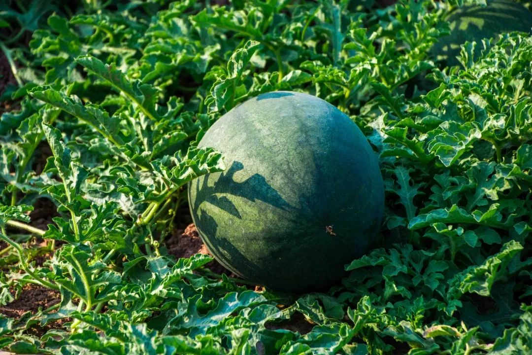 说秋道冬话永胜，气候多样人宜居