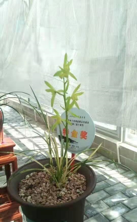 近期兰展获奖的蕙兰新品,全国兰展获特金奖蕙兰