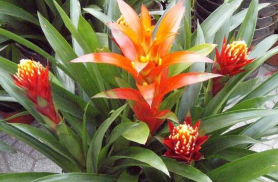 鸿运当头怎么种植才能高产,鸿运当头种子怎么种