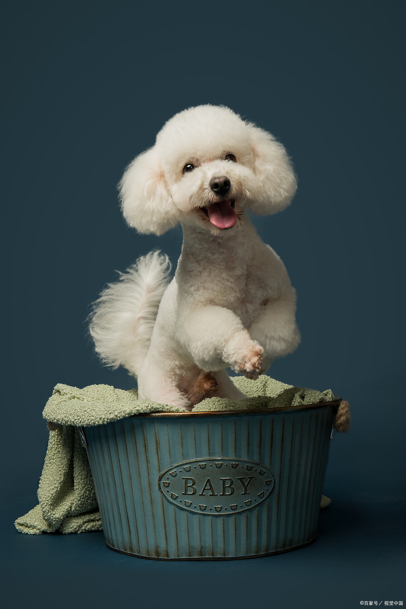 比熊一直叫是不是肚子疼,比熊一直叫脾气好吗