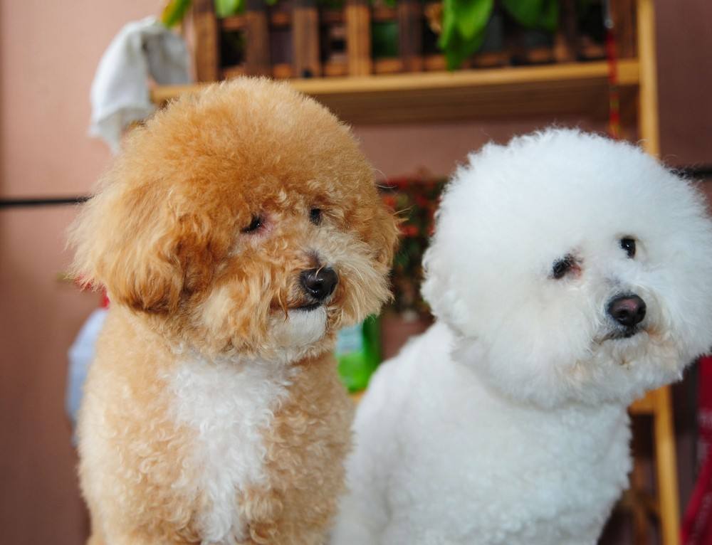 泰迪挑食不吃狗粮吃冻干肉零食,泰迪挑食不吃干狗粮怎么办