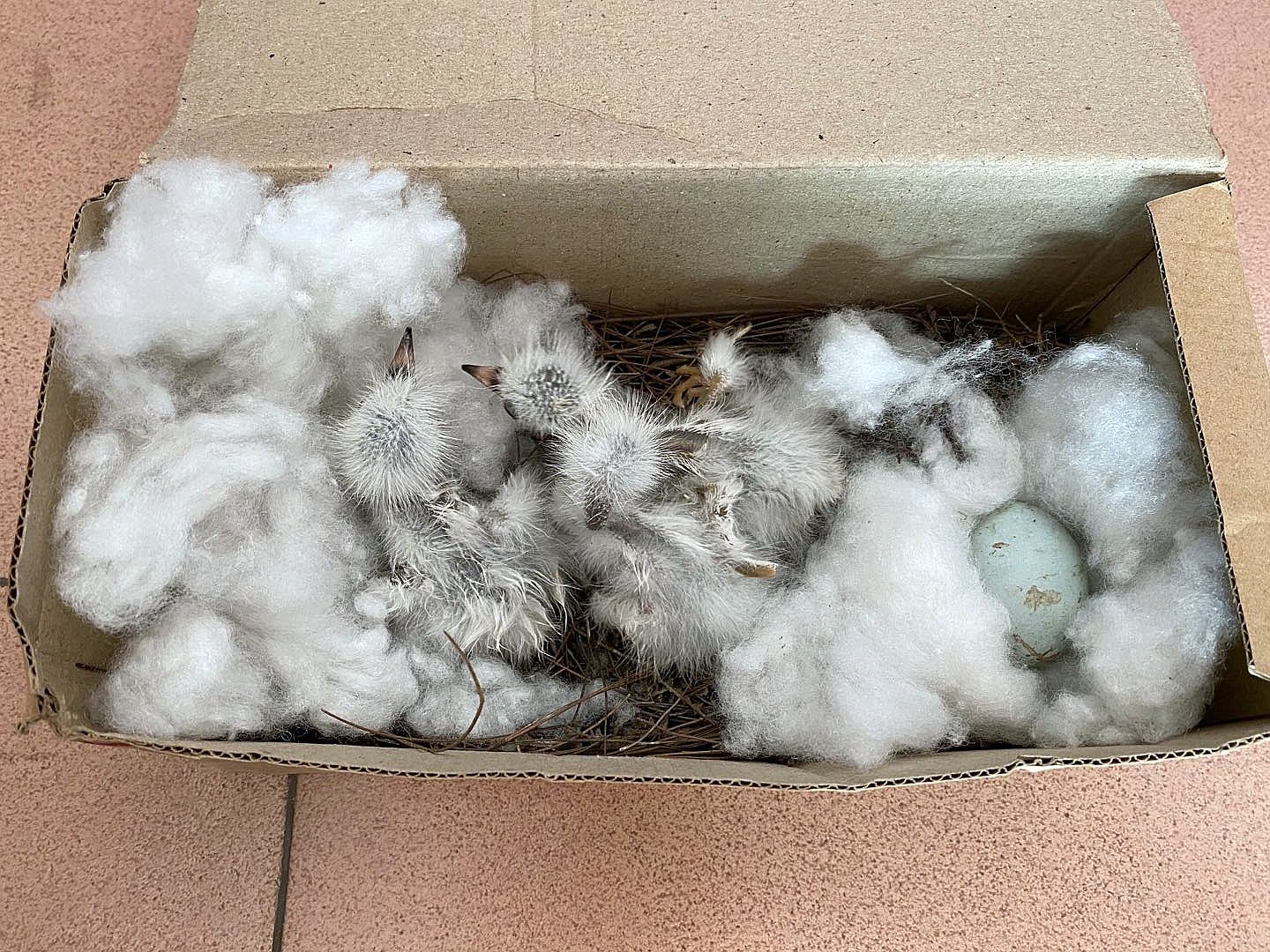 “黑山羊让我喜洋洋”——梅州平远仁居农民罗远平从“一穷二白”变“致富典型”