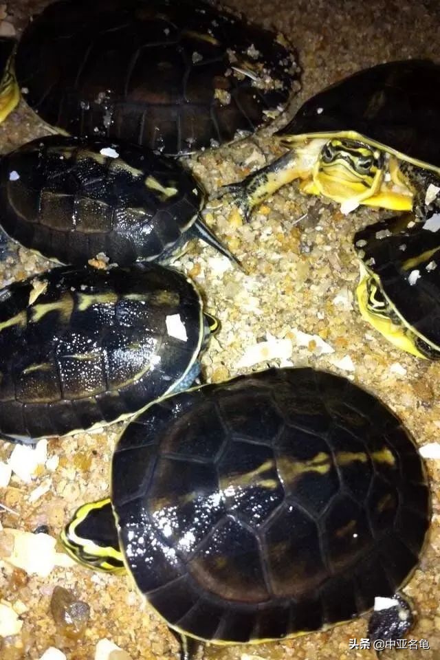 新手养龟快速入门教程,石金钱龟冬天怎么养新手必看