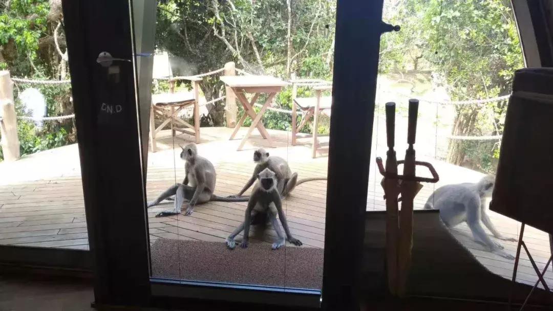 一生必去一次的神奇国度，榴莲白菜价，还有千与千寻里的海上火车