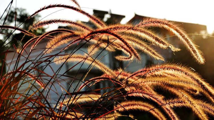 深秋的私语,美文美图经典欣赏