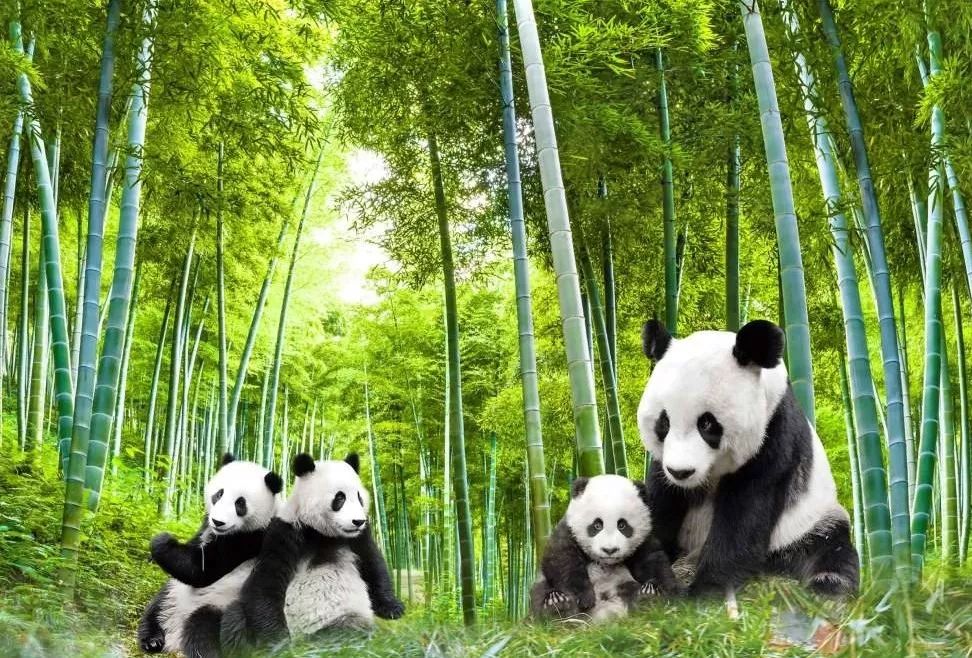 竹叶青茶最好喝的一款,竹叶青茶泡茶