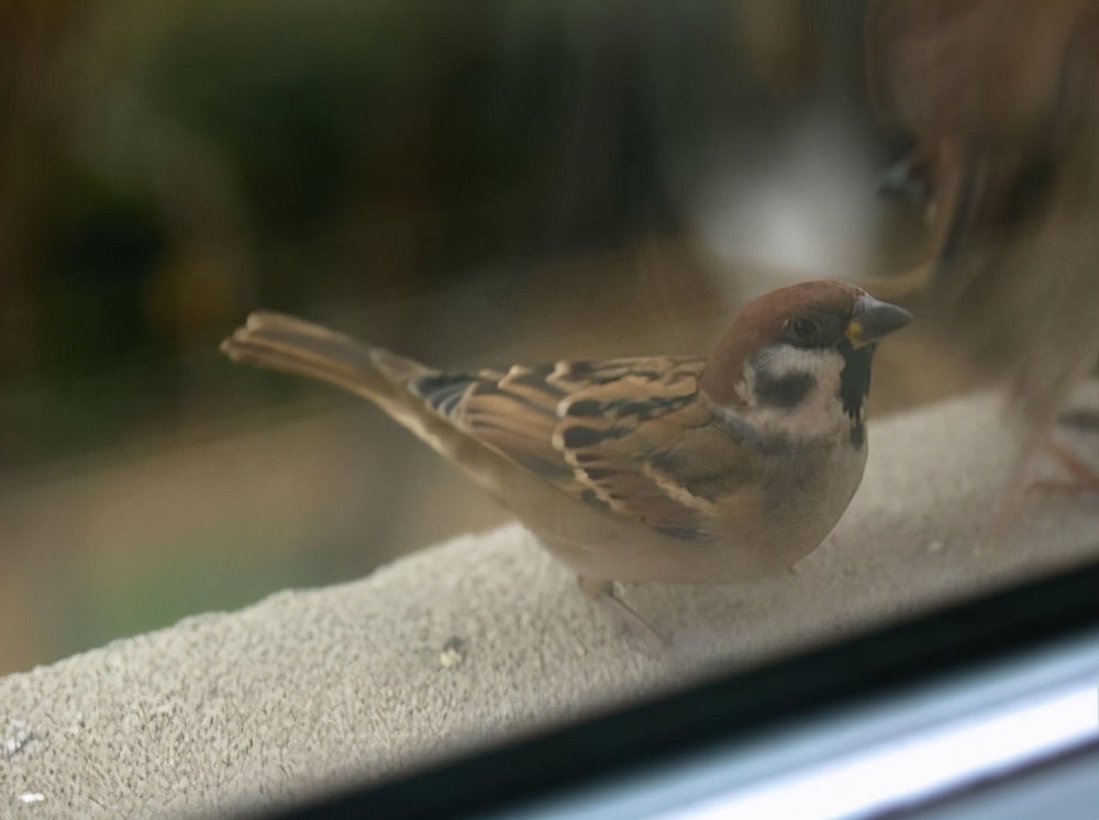 快成年的麻雀幼鸟一天喂几条虫子,刚长出毛的麻雀幼鸟怎么喂
