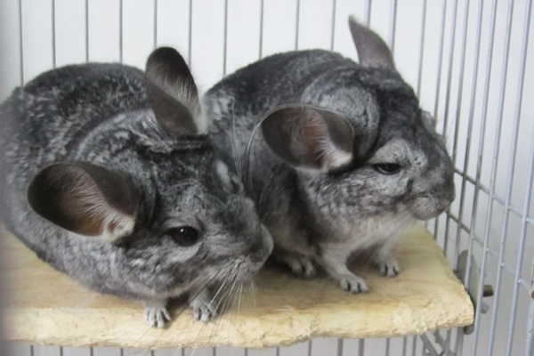 龙猫多少钱一只可以买,龙猫的价格主要取决于什么