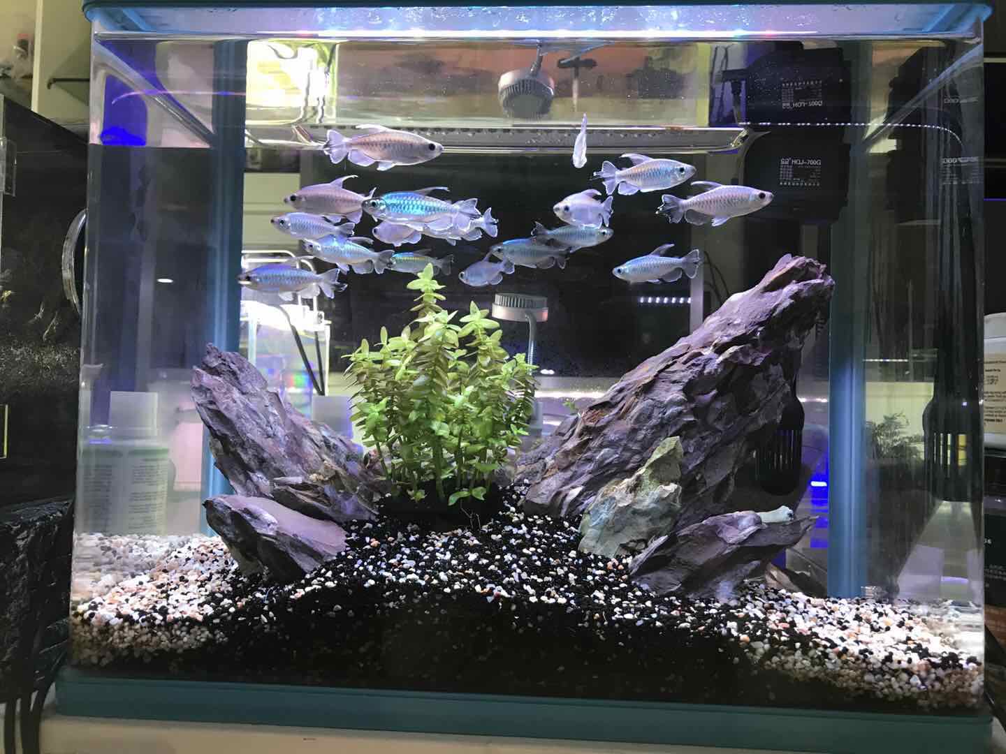 使用硝化细菌需注意的事项,什么时候加入硝化细菌比较好