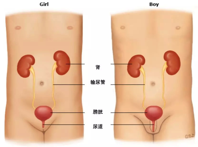 小孩儿频繁尿尿是尿路感染吗,儿童排尿频繁是什么原因