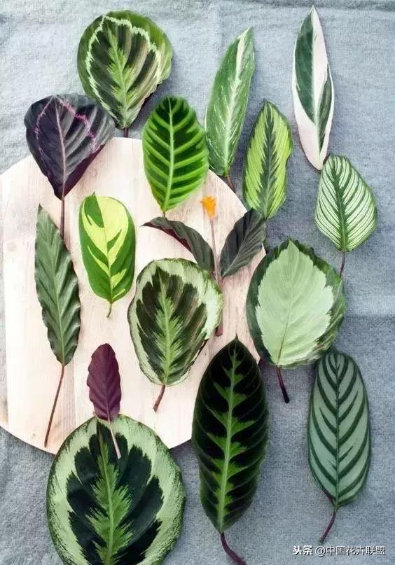 打翻了调色盘的花,打翻了调色盘的美景