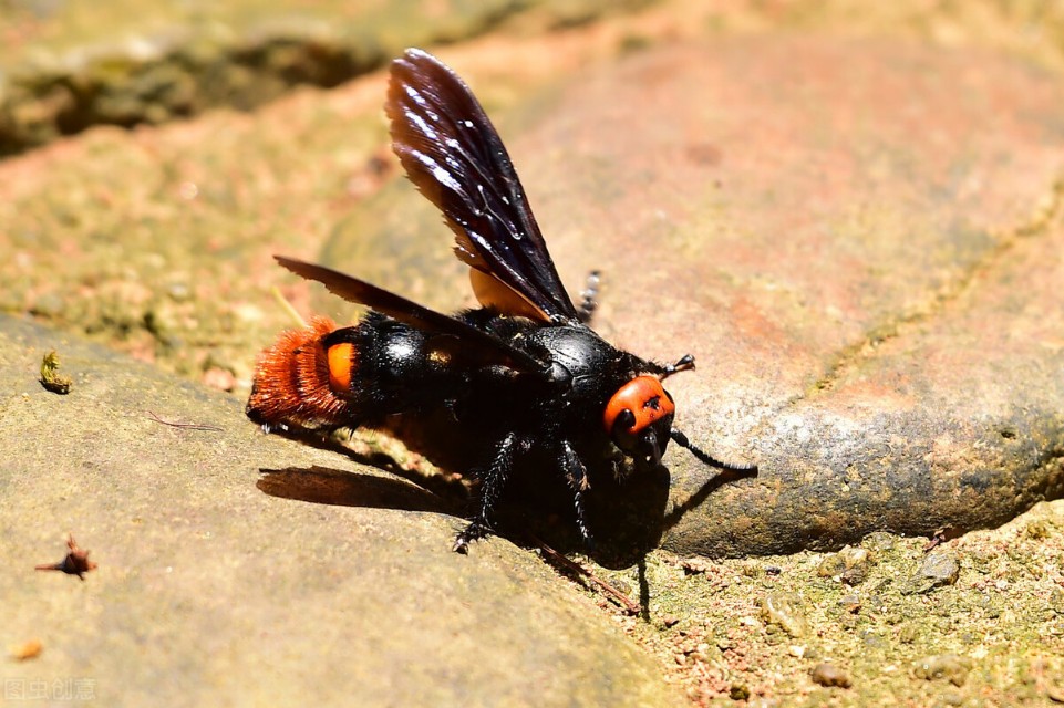 野生虎头蜂蜇人了怎么办,野蜂蜇人吗
