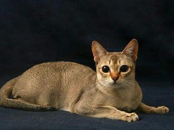 五十种可爱的猫咪,高贵的猫咪