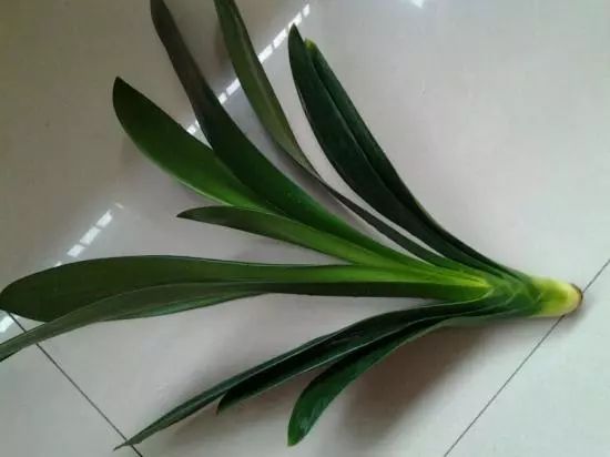 君子兰怎么种植才不会烂根,烂根的君子兰怎么种植