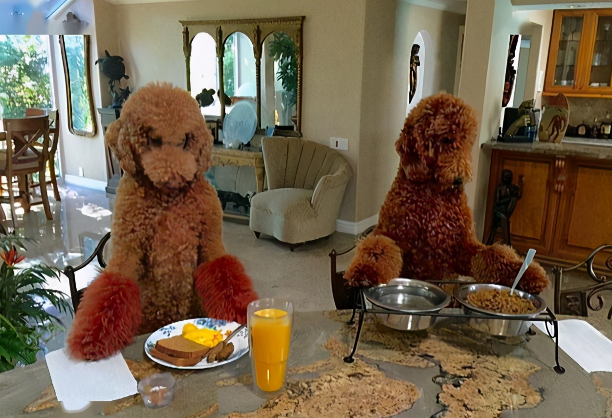 巨型贵宾犬为什么那么少人养,贵宾犬稀少了