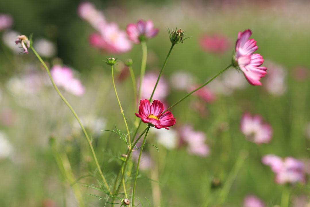 金牛座的3大特点，你不要惊讶，一层层为你剥开金牛座！