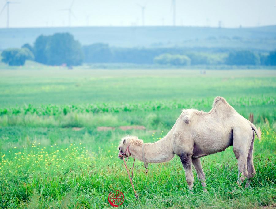 草原何须去内蒙，走进坝上草原，令我的心灵顿生幸福的震颤