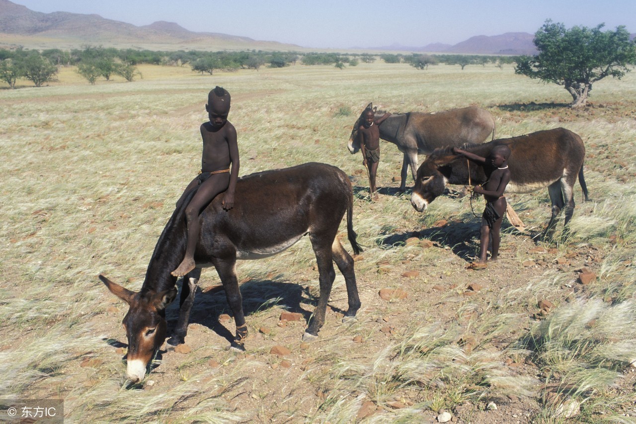 养毛驴致富,24年养驴40头驴有多少利润