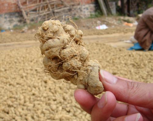 那么三七常见病虫害以及防治方法