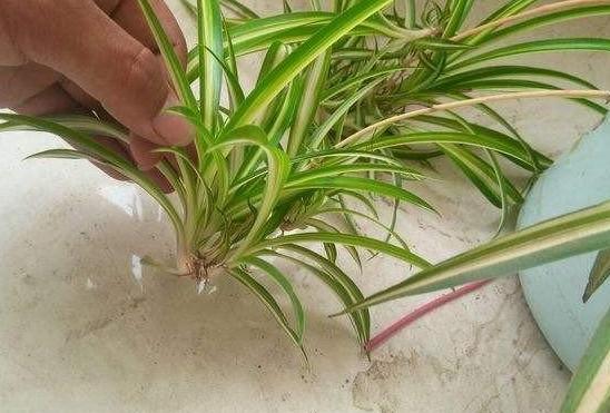 家庭盆栽金边吊兰的养护方法,金边吊兰怎么养才能更旺盛长得快